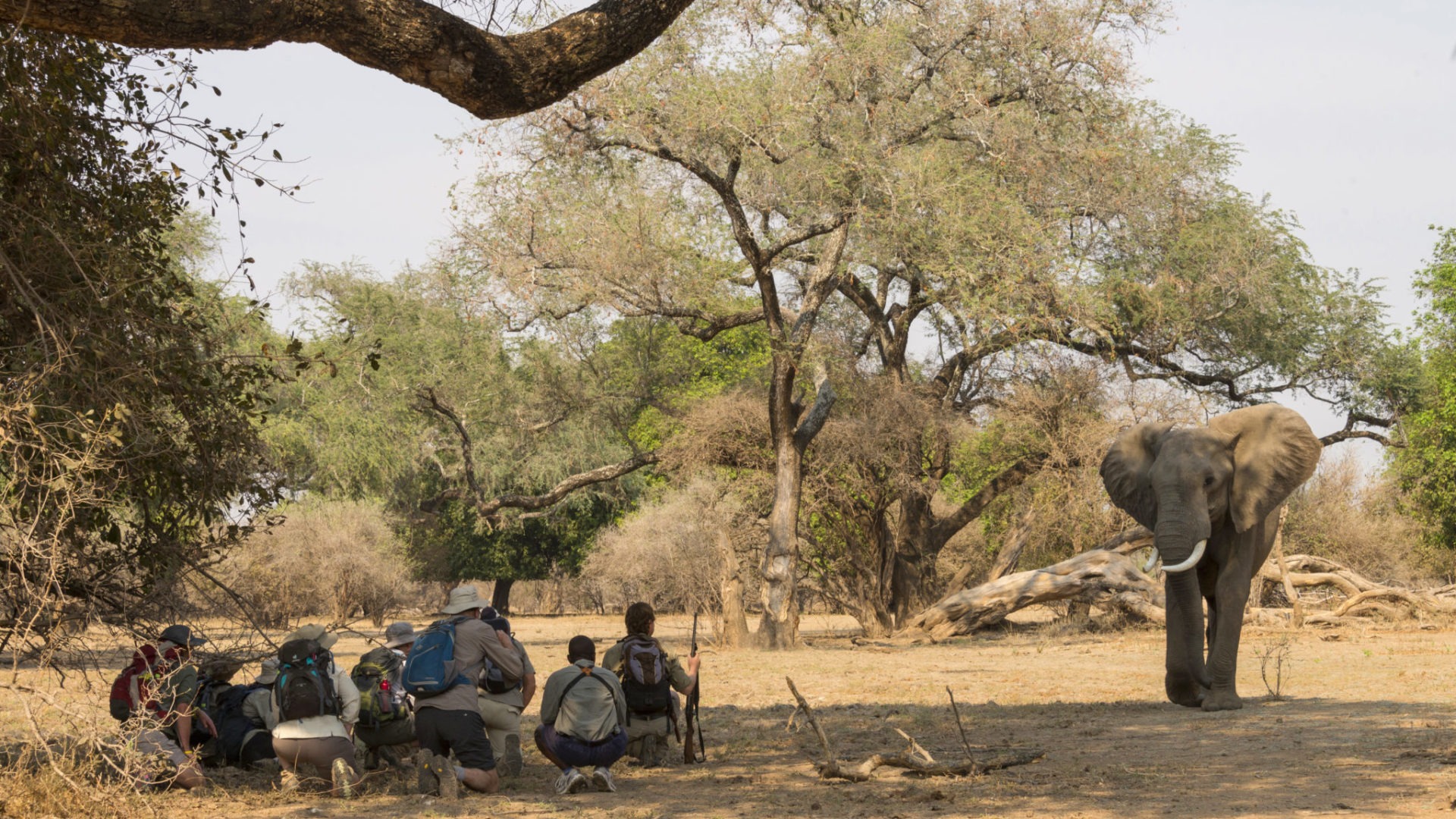 camp zambezi mana pools walking safari