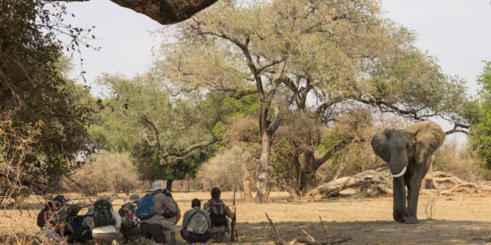 camp zambezi mana pools walking safari