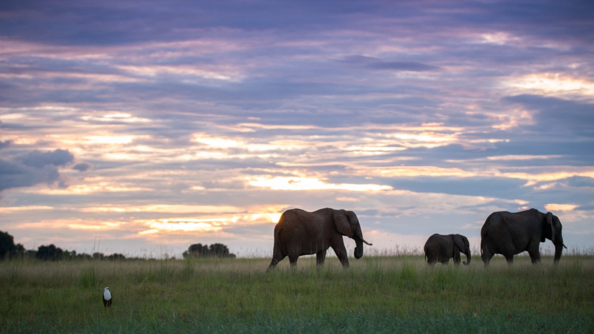 chobe elephants sunset fish eagle craig