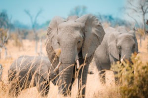 elephant botswana mother khwai
