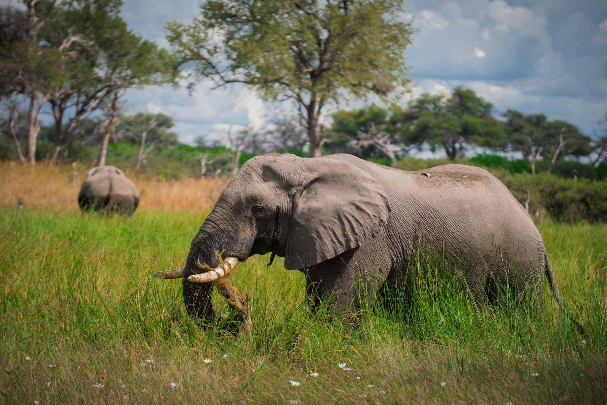 elephant khwai delta