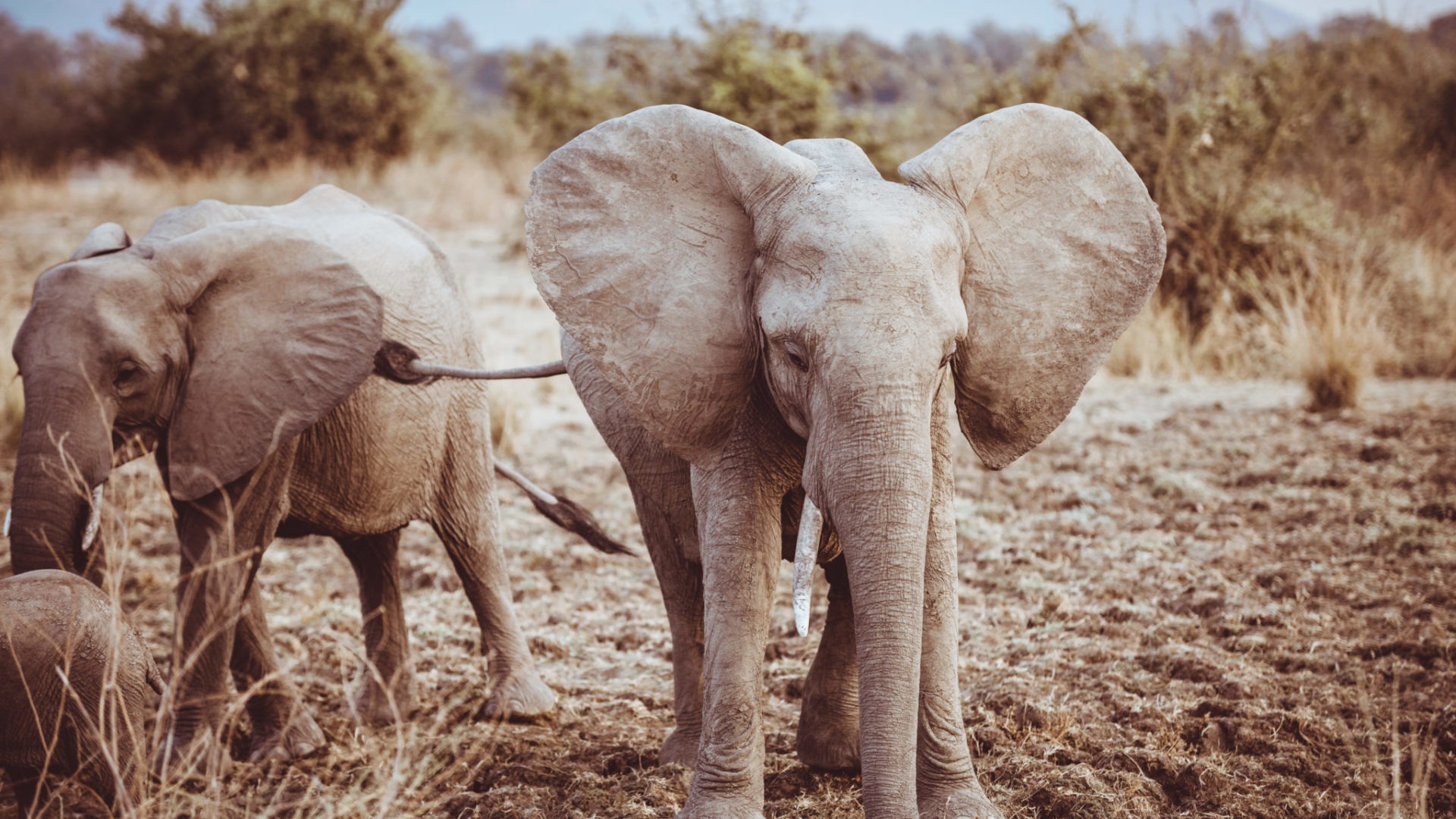 elephant luangwa zambia herd