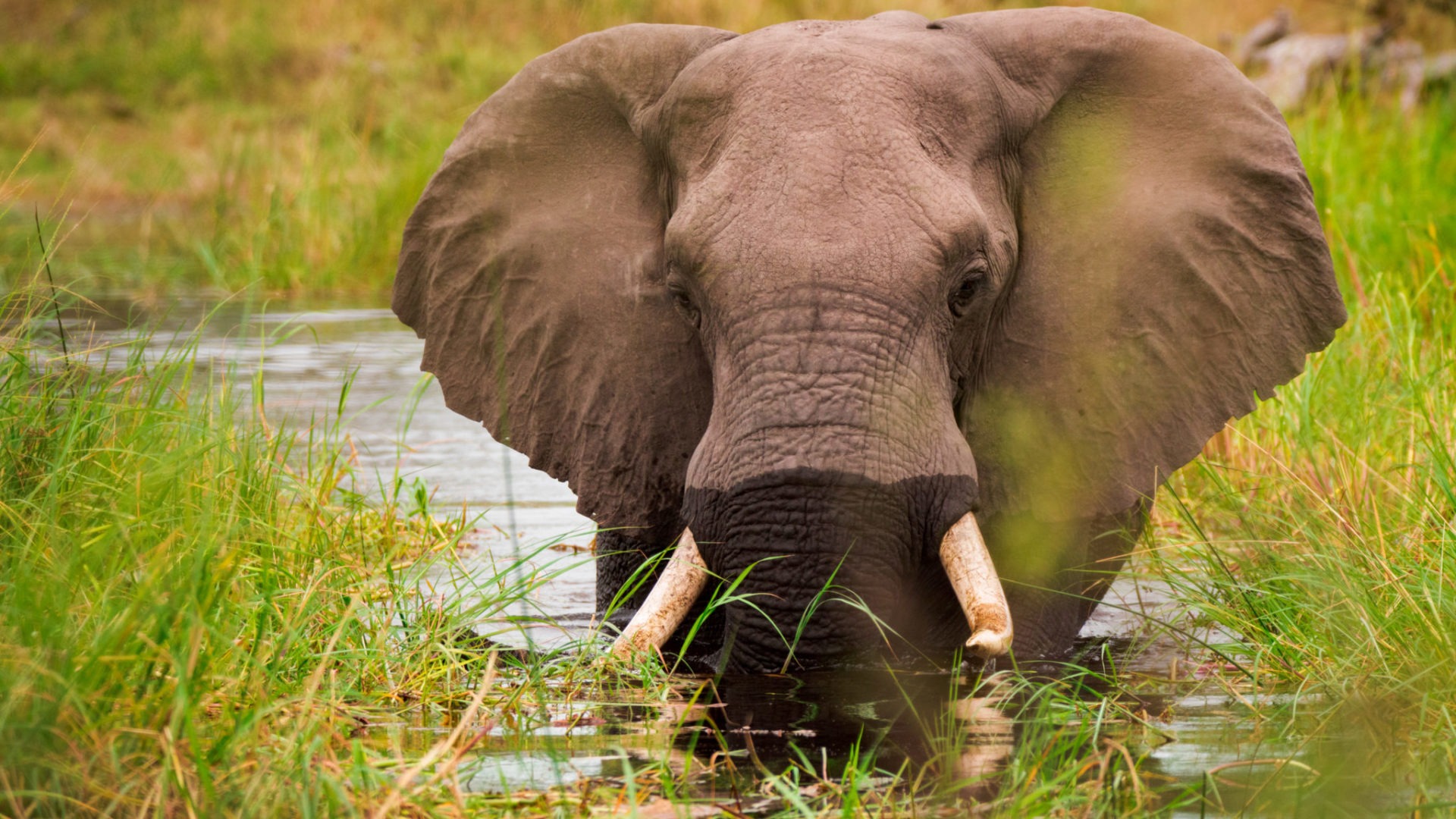 elephant okavango delta