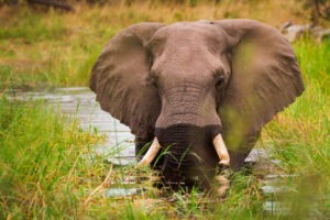 elephant okavango delta