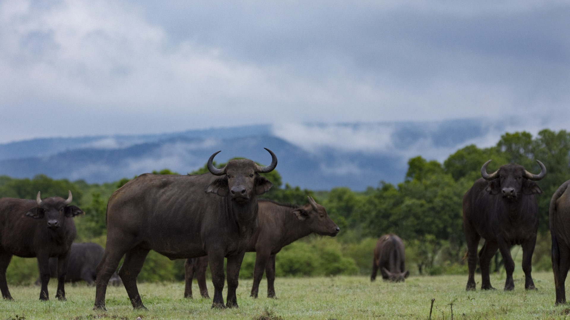 kenya ecotraining mara training camp guide training 31
