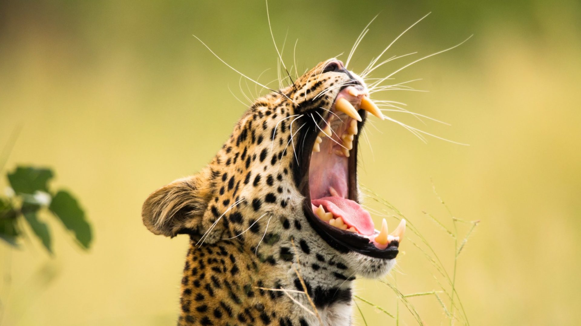 khwai leopard yawning