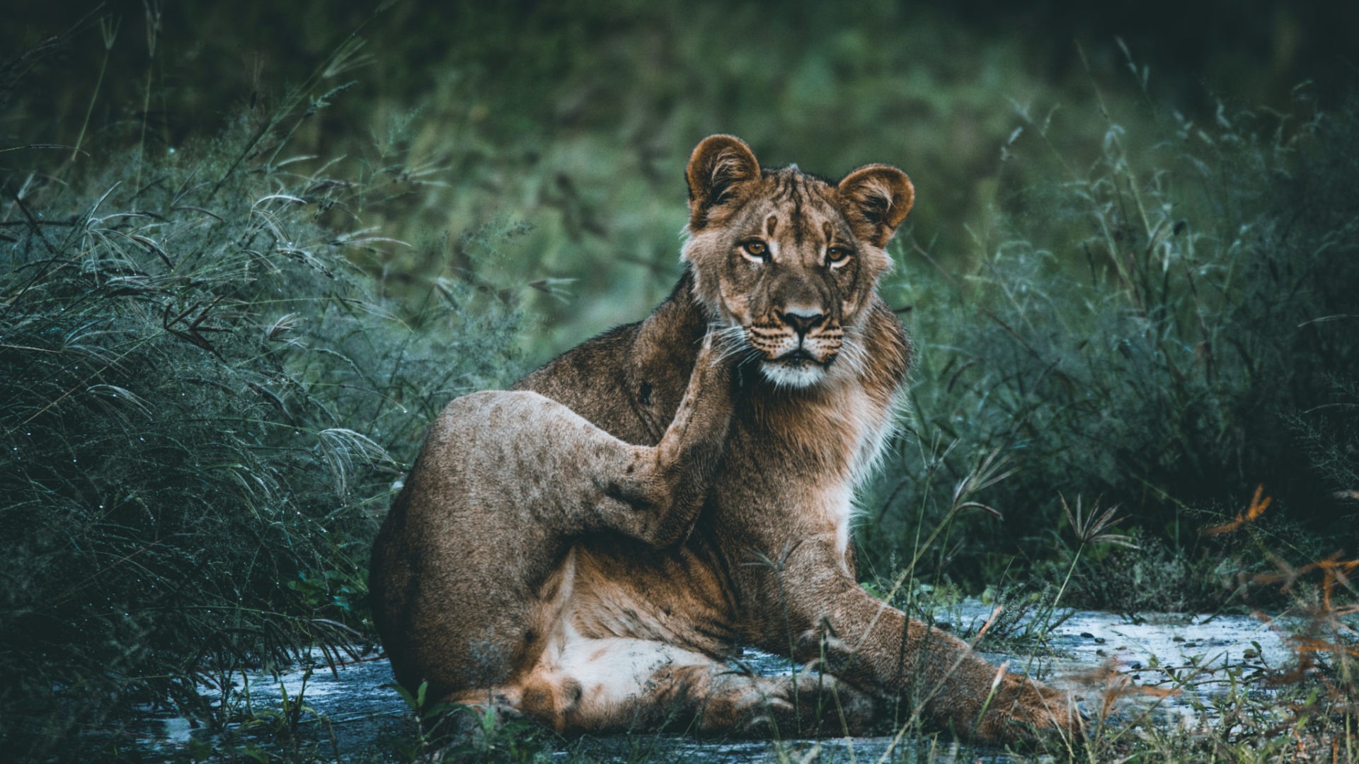 kruger south africa lion