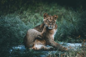 kruger south africa lion
