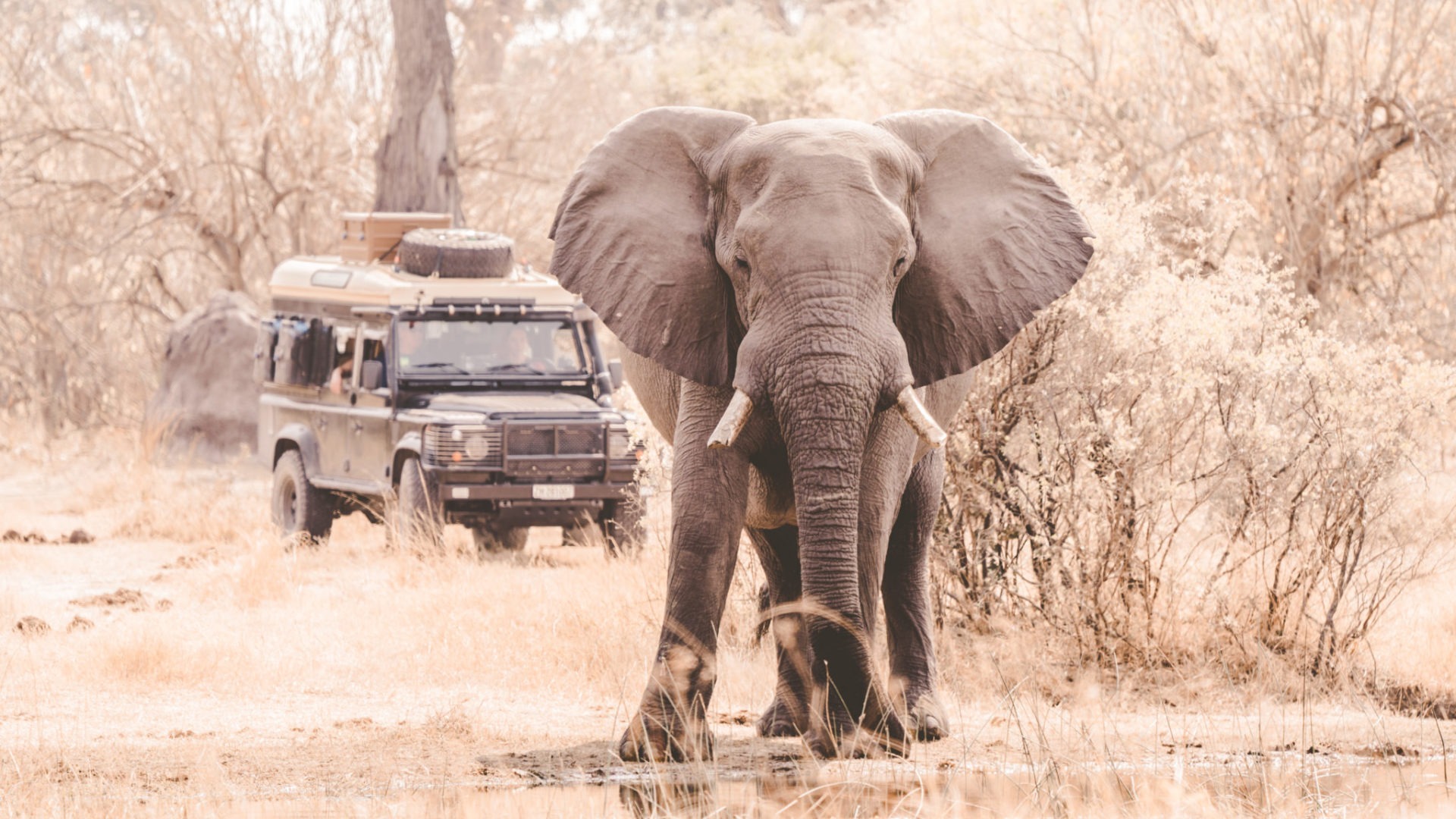 land rover elephant khwai