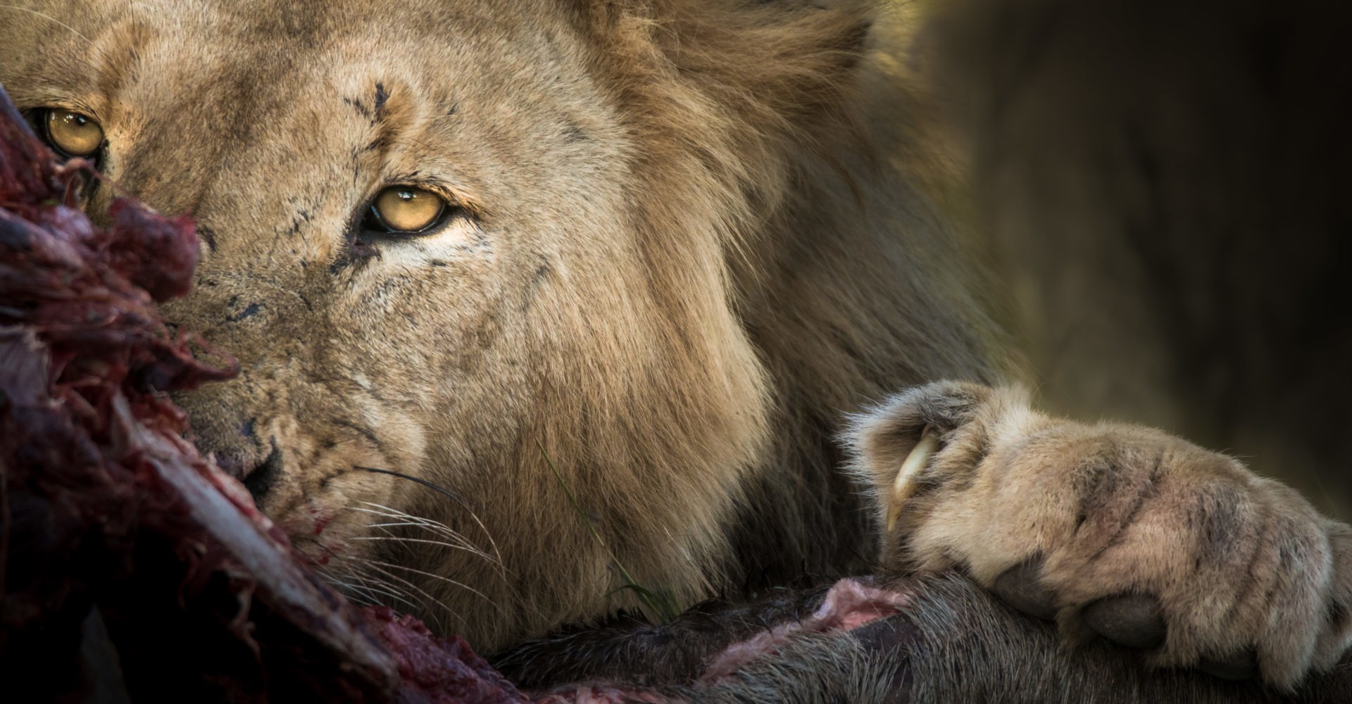 lion stare klaserie