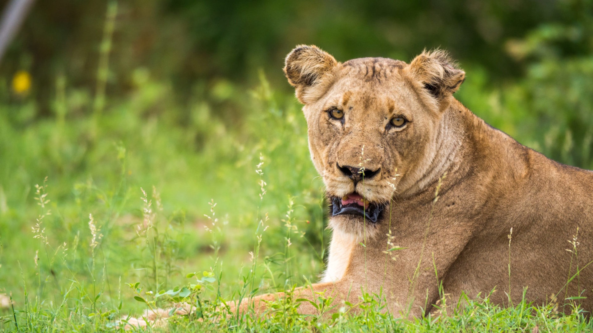 lion timbavati female