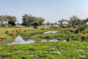 lower zambezi tusk and mane landscape elephant