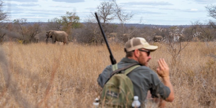 lowveld trails timbavati elephants walking