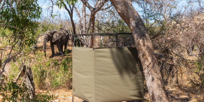 lowveld trails timbavati shower elephant
