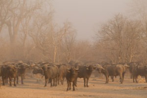 nkozi camp south luangwa buffalo
