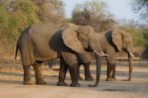nkozi camp south luangwa elephants