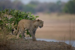 nkozi camp south luangwa leopard