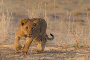 nkozi camp south luangwa lion cub