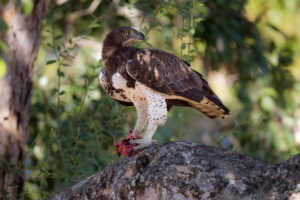 nkozi camp south luangwa martial eagle