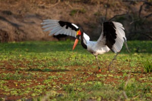nkozi camp south luangwa stork