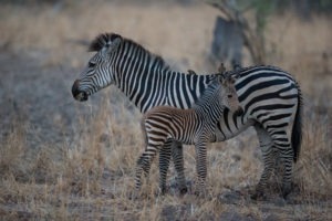 nkozi camp south luangwa zebra