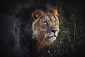 northen namibia erindi jason and emilie photography safari lion