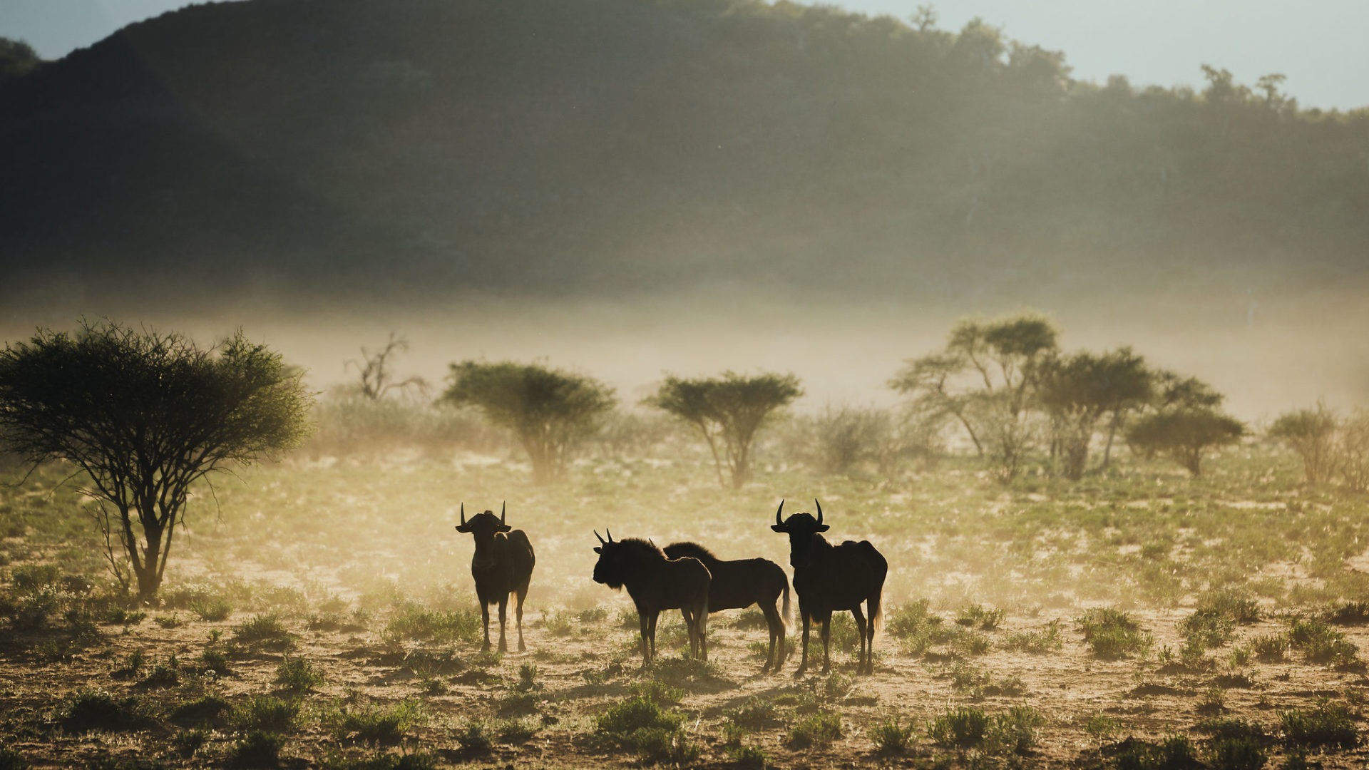 northen namibia erindi jason and emilie wildlife photography