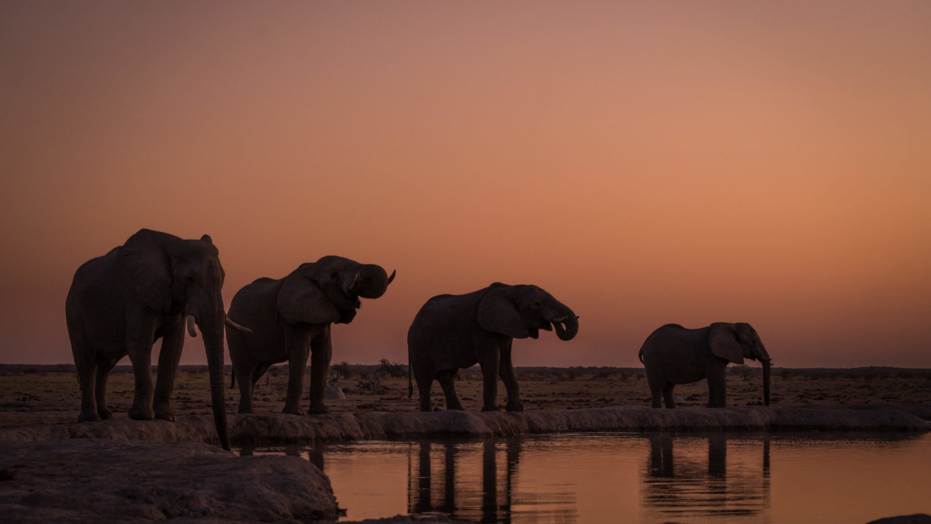 nxai pan four elephants sunset