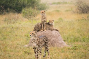 nxai pan three cheetahs