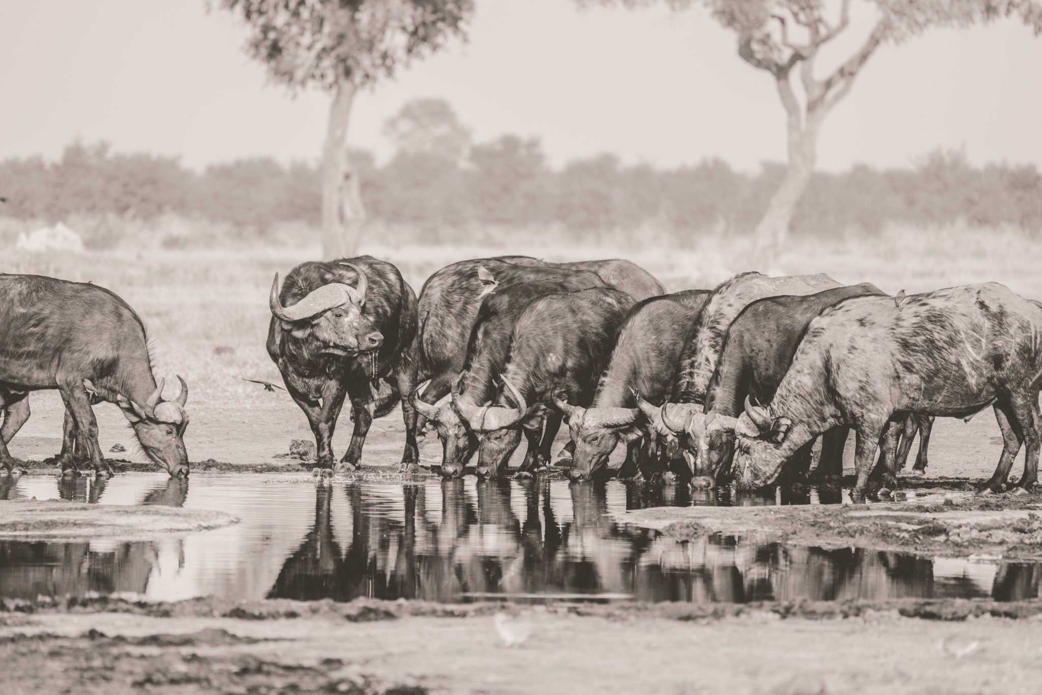 savuti buffaloes drinking