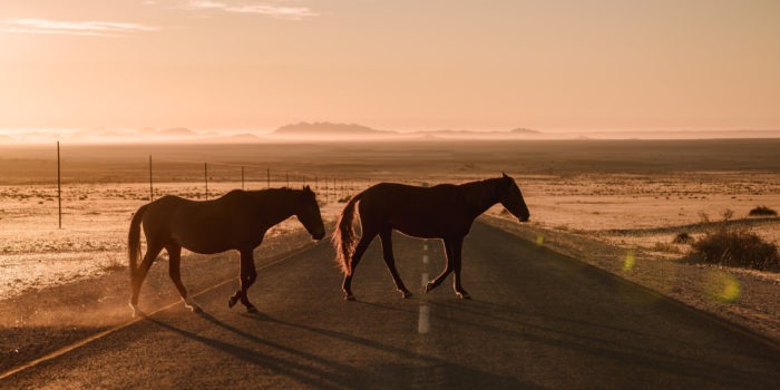 southern namibia wild horses luderitz jason and emilie safari