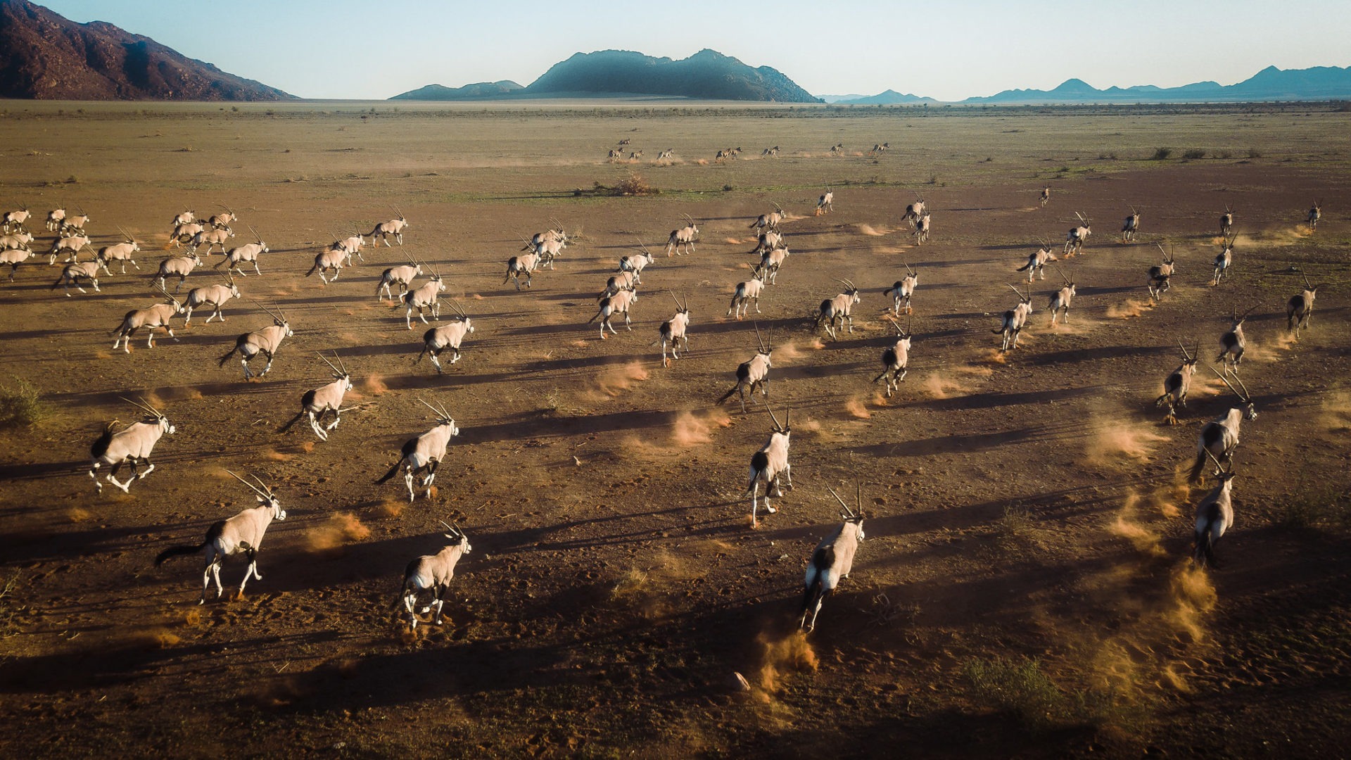 southern namibia wildlife photography oryx jason and emilie