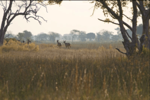 walking safari delta kudu