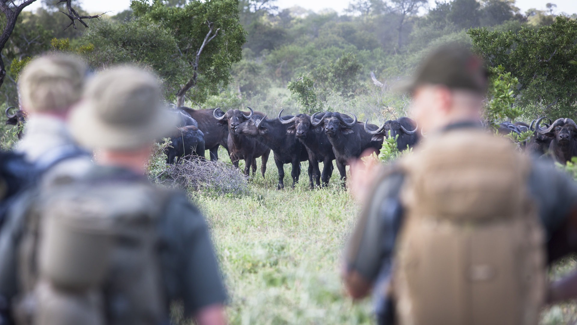 walking trail timbavati kruger buffalo