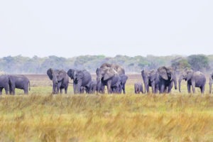 west zambia kafue Elephant at Busanga