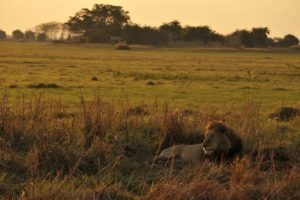 west zambia kafue Lion with Mukambi Plains Camp on background