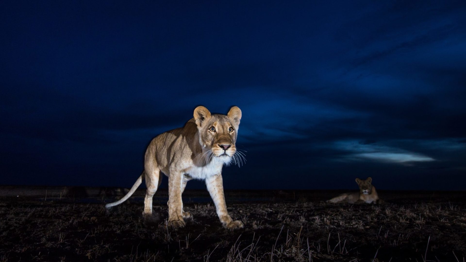 west zambia liuwa plains lion close up wildlife photography