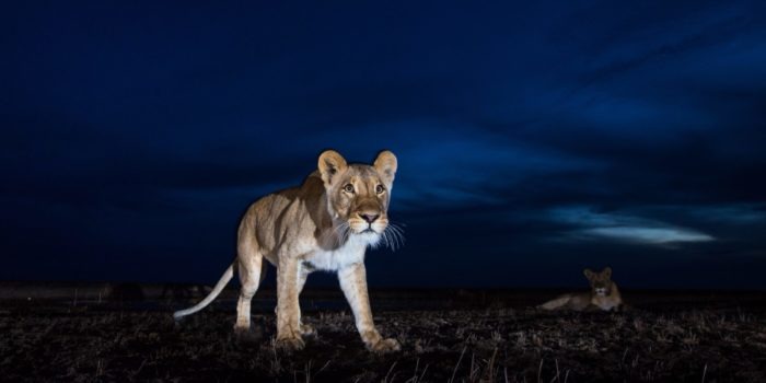 west zambia liuwa plains lion close up wildlife photography