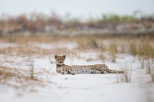 west zambia liuwa plains wildlife photography cheetah in road