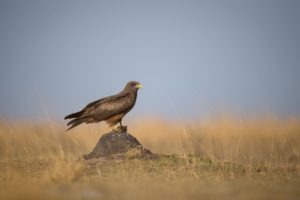 west zambia liuwa plains wildlife photography eagle birding safari