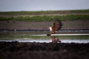 west zambia liuwa plains wildlife photography fish eagle birding safari