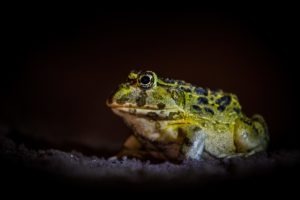 west zambia liuwa plains wildlife photography frog