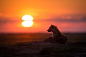 west zambia liuwa plains wildlife photography hyena amazing sunset