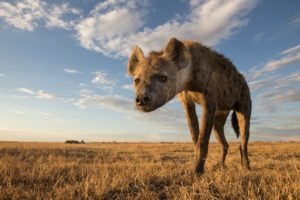 west zambia liuwa plains wildlife photography hyena close