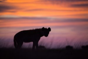west zambia liuwa plains wildlife photography hyena sunset