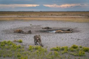 west zambia liuwa plains wildlife photography hyenas dry season