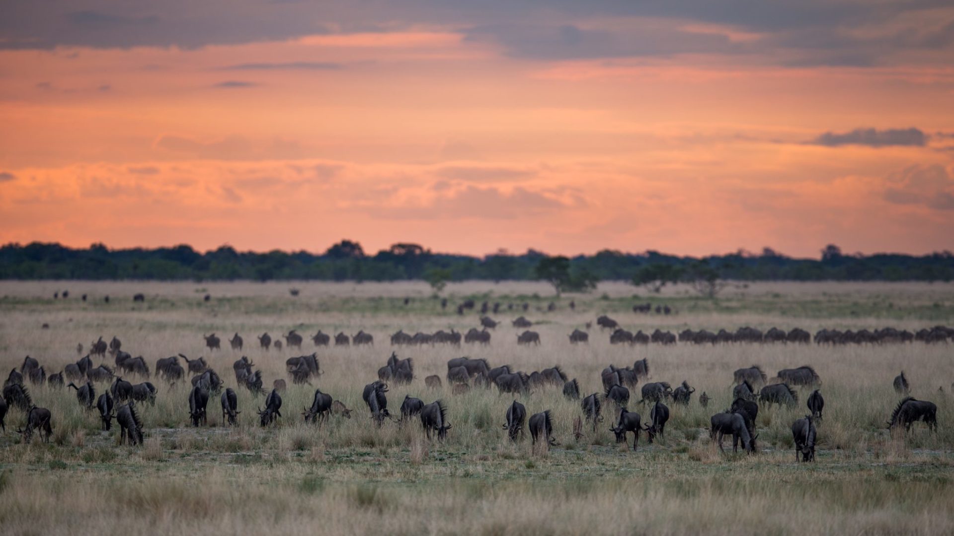 west zambia liuwa plains wildlife photography migration
