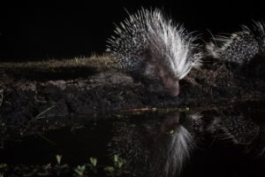 west zambia liuwa plains wildlife photography porcupine