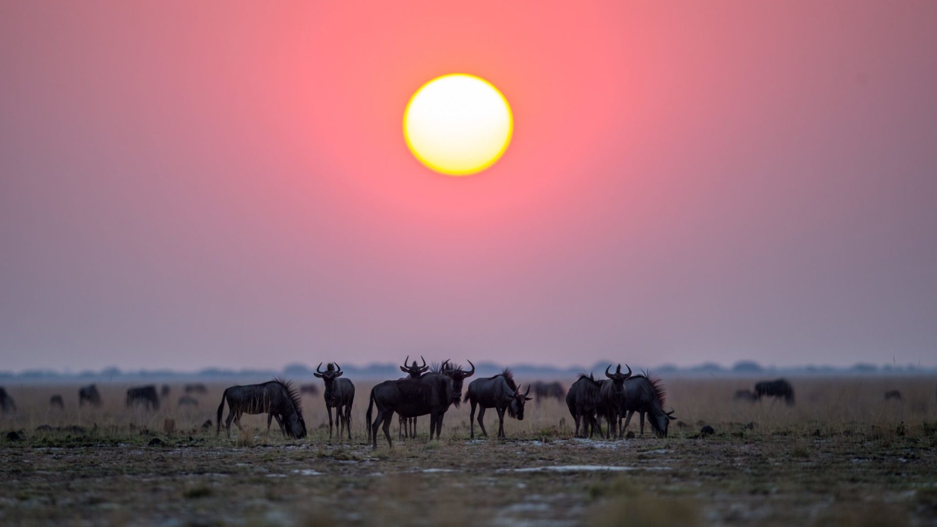 west zambia liuwa plains wildlife photography sunset wildebeest