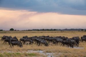 west zambia liuwa plains wildlife photography wildebeest migration africa